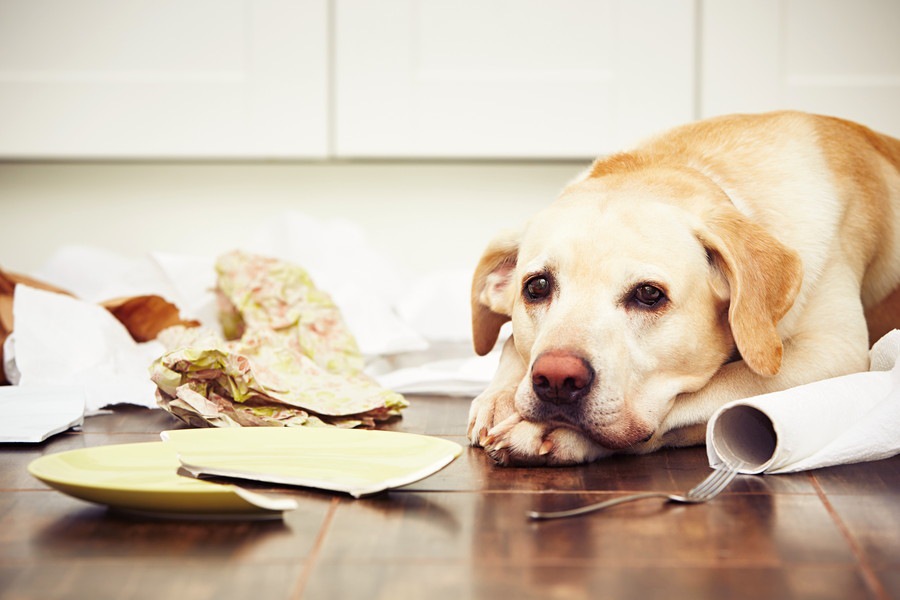 愛犬が留守番中にイタズラをする4つの理由と対処法