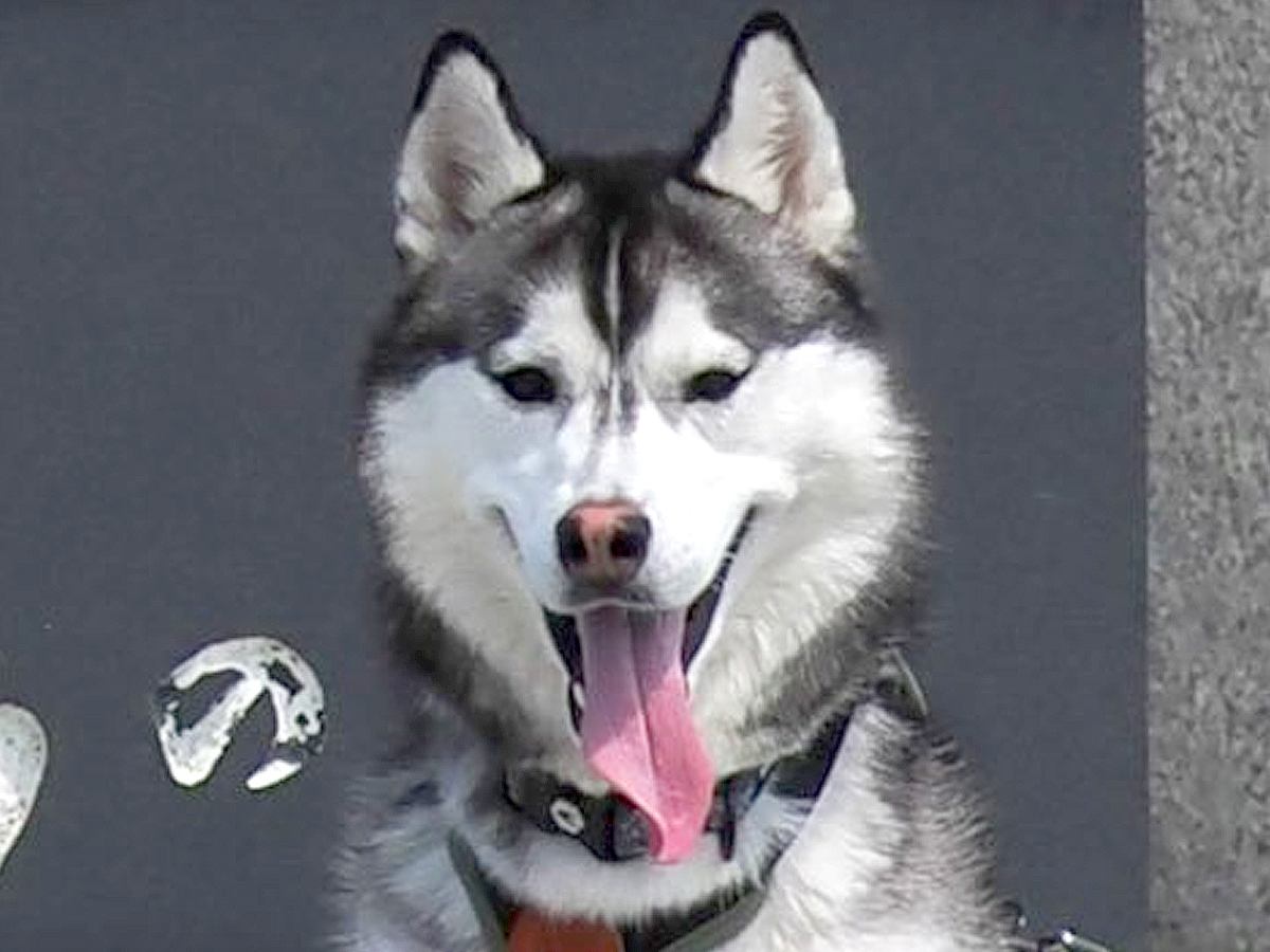 北海道観光をしたハスキー犬→記念写真を撮った位置が絶妙で…思いがけない『奇跡の1枚』に9万6000いいね「間違ってはないｗ」「声出た」