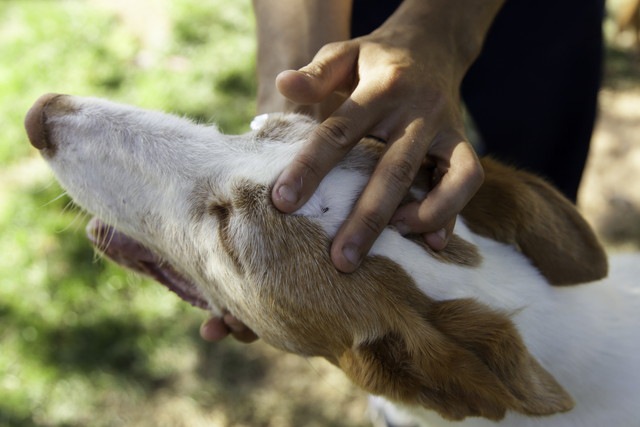 犬や人がダニに噛まれてから感染するにはどのくらいの時間がかかるか？