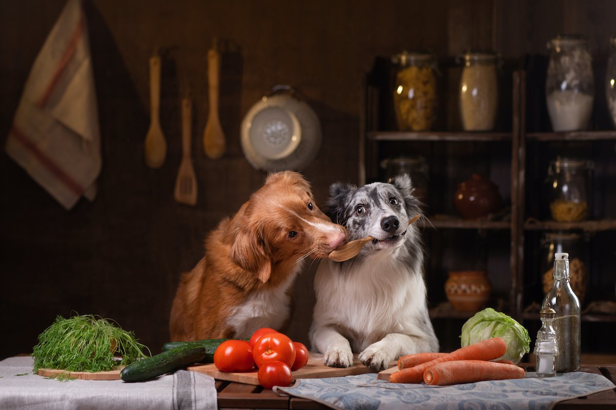 犬は食物繊維を摂取しないとどうなる？２つの不足サインとおすすめの与え方