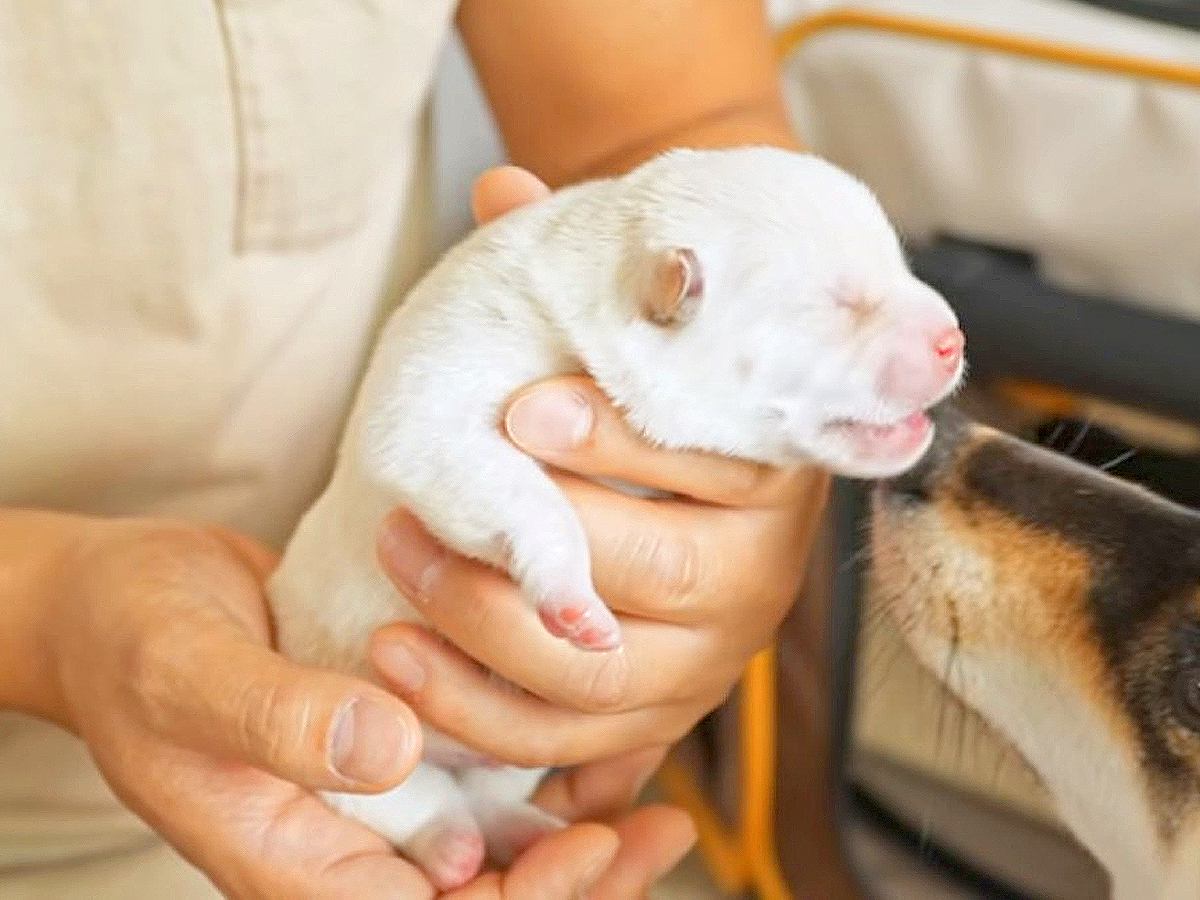 生後3日目『犬の赤ちゃん』を初めて抱っこしたら…平和な瞬間が『尊すぎる』と22万再生「ママ犬からの愛が伝わる」「ただただ愛おしい」