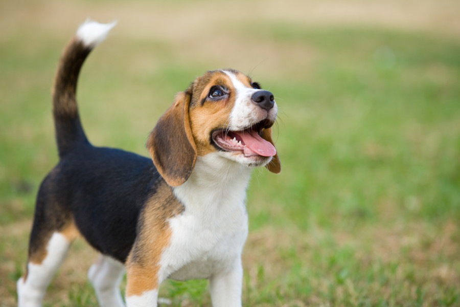 飼うのが難しいと言われている犬種3選