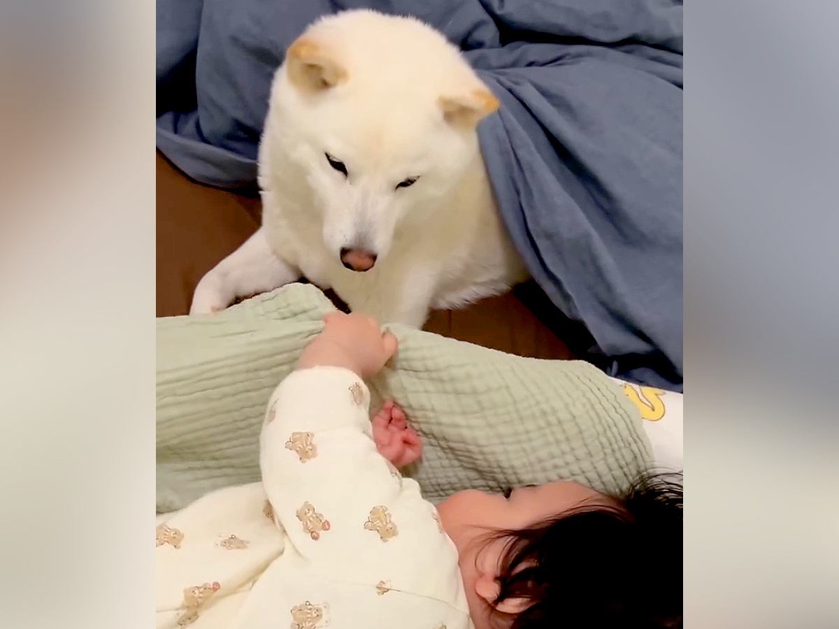 『寝る気ゼロの赤ちゃん』vs『寝かしつけたい犬』微笑ましすぎる平和な攻防が話題「見守っててえらい」「私も寝かしつけてほしい」と絶賛
