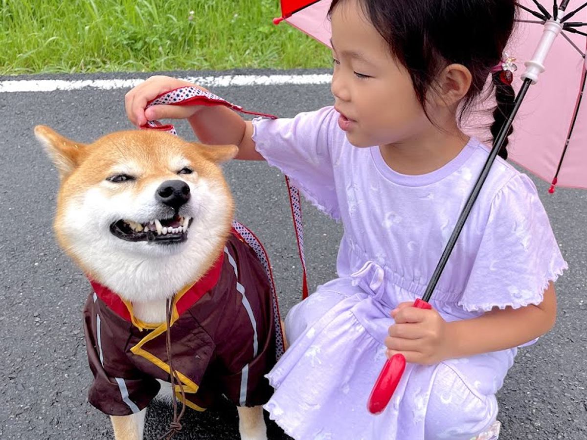 犬が『雨の日の散歩』で歩かなくなった結果…小さな女の子がかけた『言葉』が優しすぎると38万再生「泣けた」「なんて温かい会話」と感動