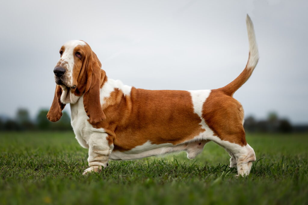 バセットハウンド｜犬種の特徴と性格、飼い方や子犬の値段・迎え方まで解説