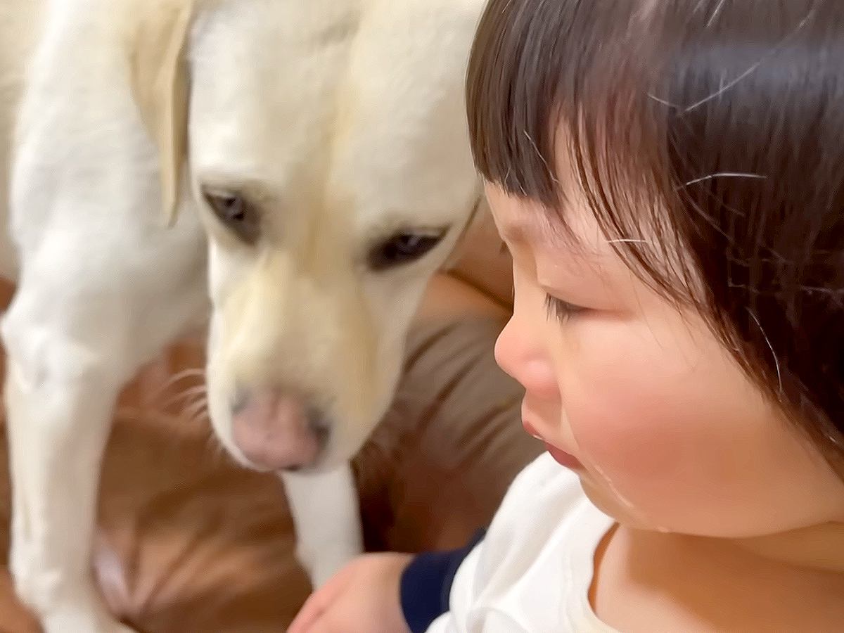 2歳の女の子が『大型犬とぶつかって大泣きした』結果…まさかの反応と『可愛すぎる結末』が54万再生「ションボリしてて泣く」「姉妹みたい」