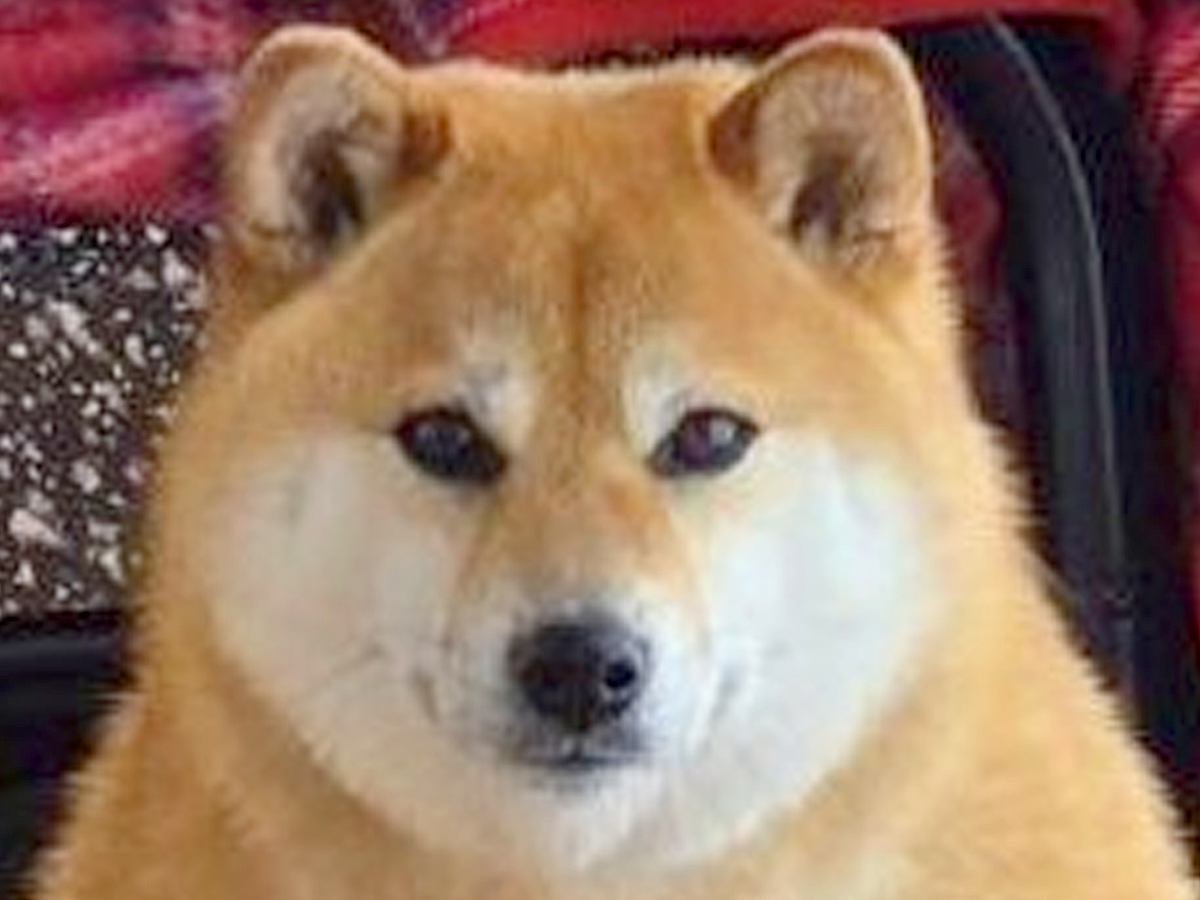 犬をシャンプーした結果『なんかムキムキになったんだけど…』完全に想定外な"まさかの姿"が371万表示「もはや芸術」「プロテインｗ」と爆笑