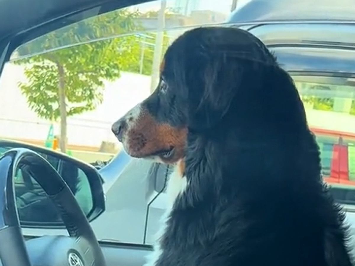 車で飼い主を待つ超大型犬を『隠し撮りしてみた』結果…まるでコントのような『想像以上の二度見』が341万再生「お手本ｗ」「面白すぎ」