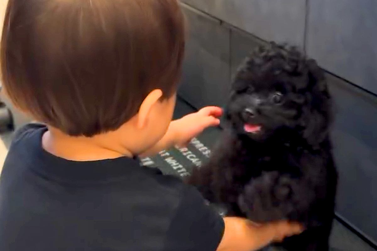小さな男の子が『赤ちゃん犬と久しぶりに会った』結果→お互いに喜びが溢れて…可愛いが渋滞している『再会の瞬間』が75万再生「疲れ吹っ飛んだ」