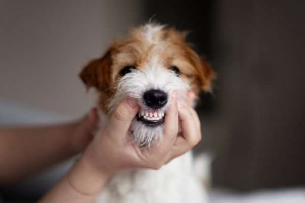 犬用歯磨きシートおすすめ７選！効果と選び方、使い方やコツを解説