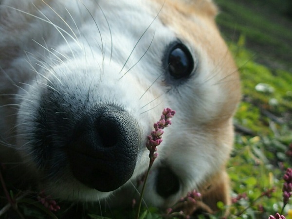 歴史とともに変わってきた『人と犬の関係』～犬という愛すべき生きもの～