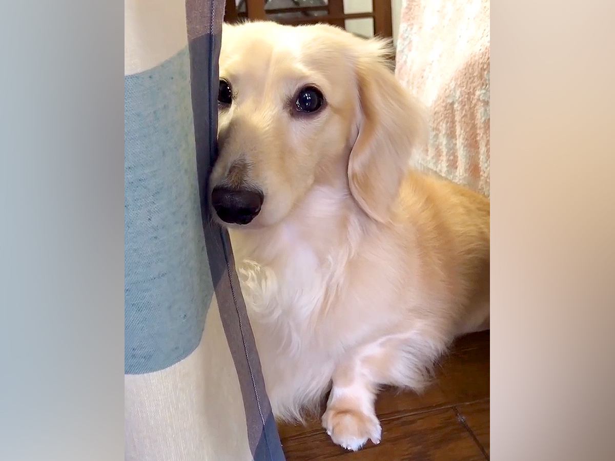 『やってしまった…』おしっこを失敗した犬→拭いている最中に見せた『猛烈に反省する光景』が45万再生「失敗したのわかってる」「泣きそうｗ」