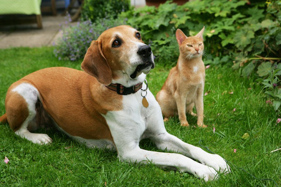 犬を飼っている人は『自己肯定感が高い』という研究結果