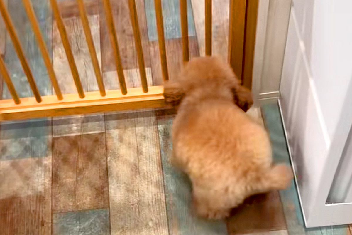 トリミングサロンに『推しのお兄さん』がいる犬→顔を見た瞬間…『大好き』を全身で表現する光景が18万再生「たまらんな」「ヘソ天はやいｗｗ」