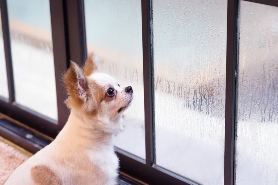 雨が降ると愛犬の元気が無くなるのはなぜ？