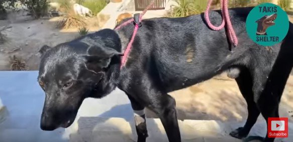 犬を鎖につないだまま飼い主死去。リードを外して新しい世界へ