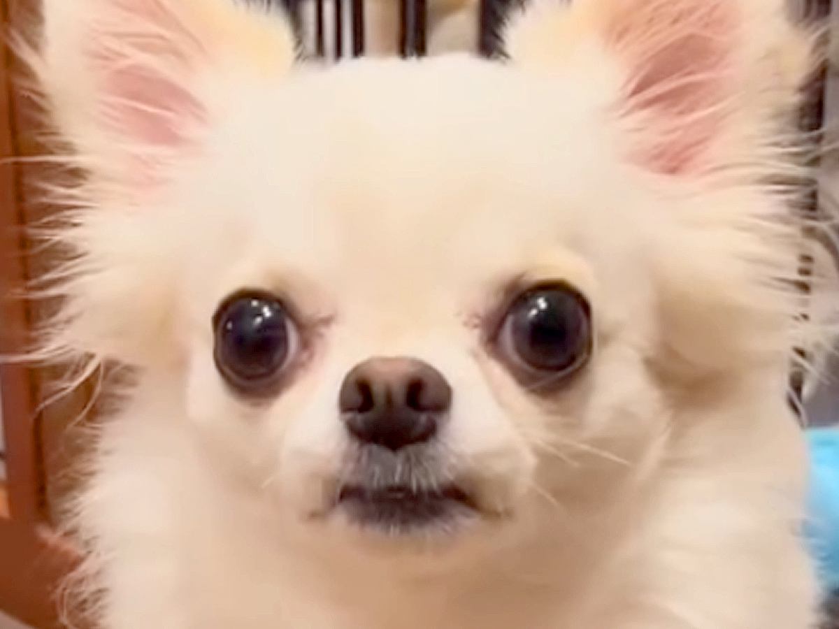 両親が極小サイズの犬→小さいまま育つのかと思ったら…まさかの『脅威の成長をとげた姿』が20万再生「愛情たっぷり」「可愛すぎて困る」