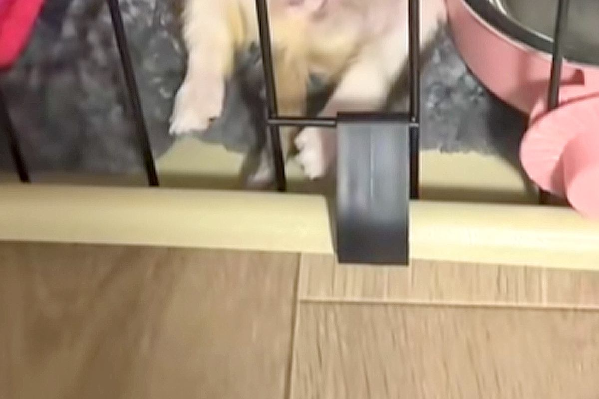 『極小子犬』を飼った初日→『大丈夫かな』と不安に思っていたら…想定外だった『大物すぎる光景』が22万再生「無警戒で草」「女王様の兆しｗ」