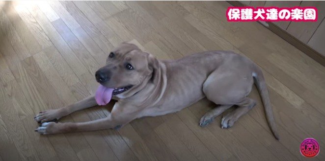 【検証】保健所から来た土佐闘犬の初室内フリー！激ウマおやつ我慢できる？