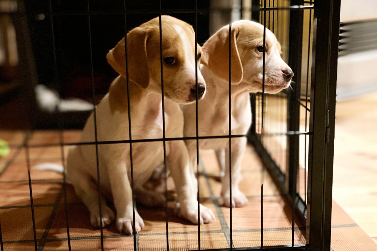 犬の『里親詐欺師』の手口4つ　転売や虐待を目的とした残忍な行為