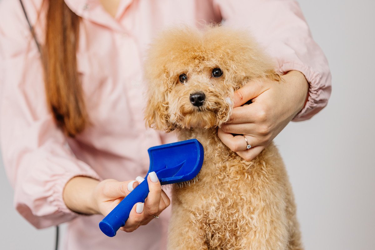 犬の換毛期『絶対NG行為』4選　怪我やトラブルにつながるお手入れ方法とは