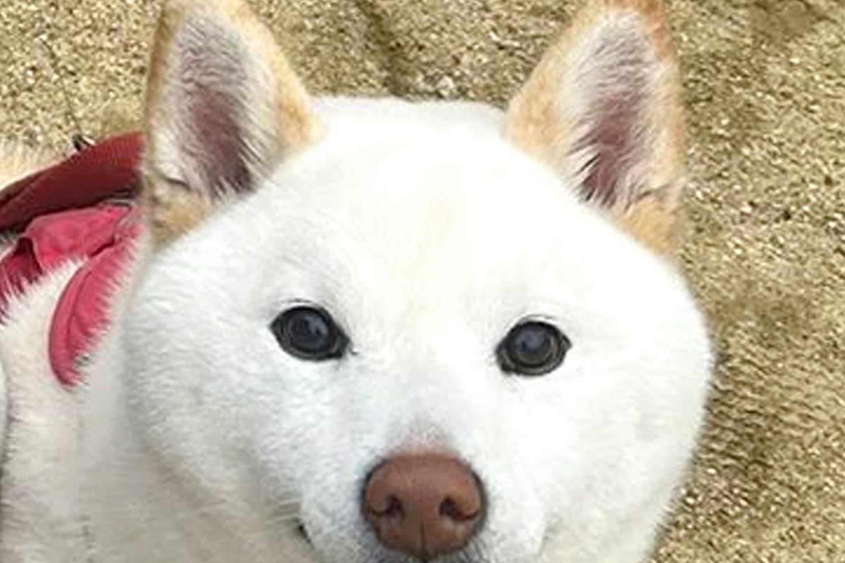 散歩中の犬を何気なく撮影した結果→よーく見てみると…想定外だった『まさかの表情』が67万表示「歯ｗｗ可愛いｗｗ」「絶妙な顔がたまらん」