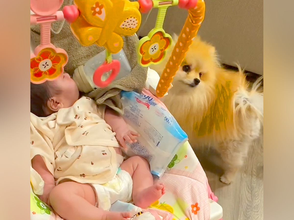 産まれたばかりの赤ちゃんが『犬たちと一緒に育った』結果…素敵すぎる『２年間の軌跡』に反響「かわいすぎる」「幸せな気分になった」