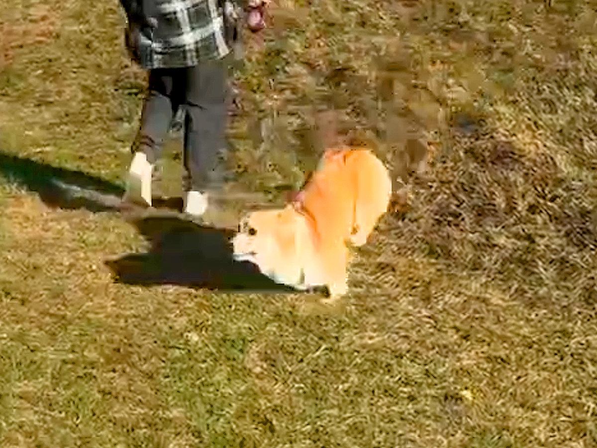 坂道で遊んでいたら、犬が転がってしまい…ほんの一瞬起きた『想定外の悲劇』が83万再生「シャチホコみたいで草」「胴体着陸ｗｗ」と爆笑