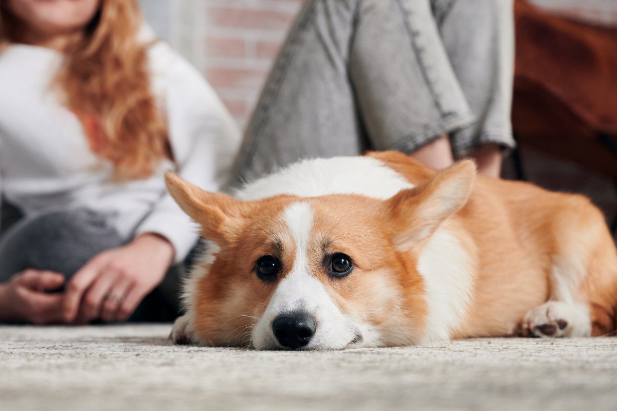 愛犬の幸福度が下がる「絶対NG行為」5つ！いつまでも幸せに暮らしてもらうための鉄則とは