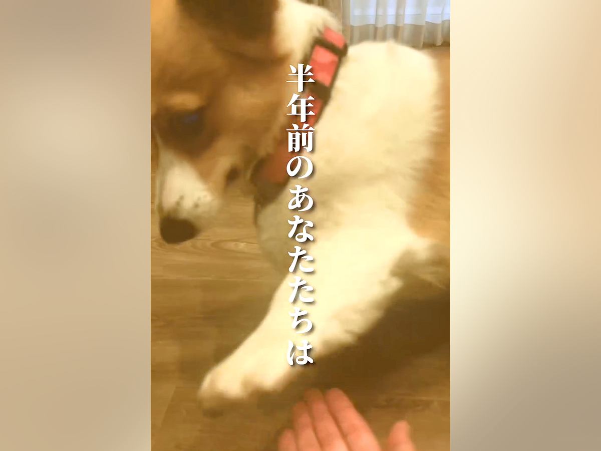 『お手が上手な２匹の犬』飼い主がやりすぎてしまった結果…半年後→まさかの『ショッキングな光景』に「凹むｗｗ」「展開に笑った」と反響