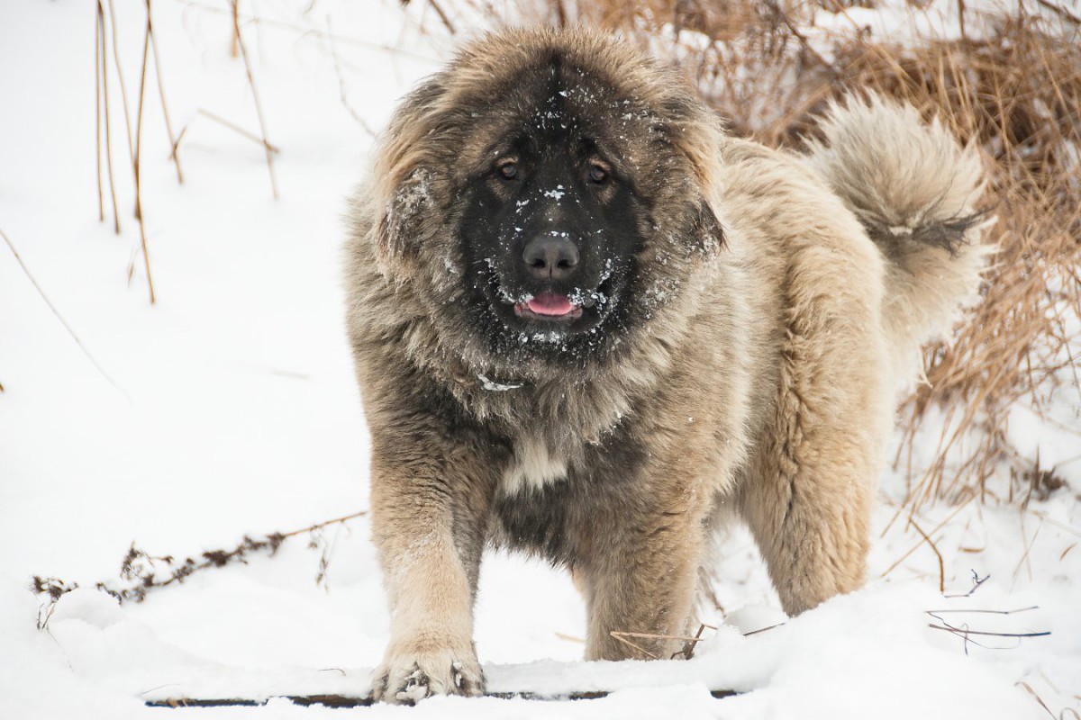 バルカン半島から中東の家畜番犬の頭の形の特徴についての研究結果