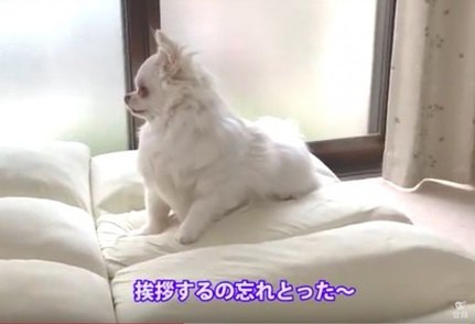 見送りをうっかり忘れてしまったチワワの反応がかわいい