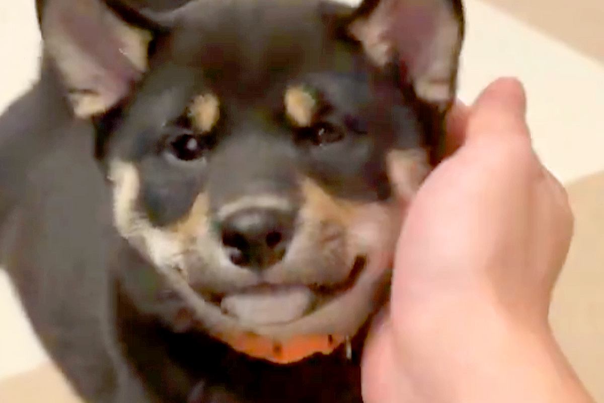 赤ちゃん犬が『遊び疲れてしまった』結果→手を差し出すと…反則級の『寝落ちする瞬間』に8万いいね「守りたすぎる」「可愛すぎて変な声でた」
