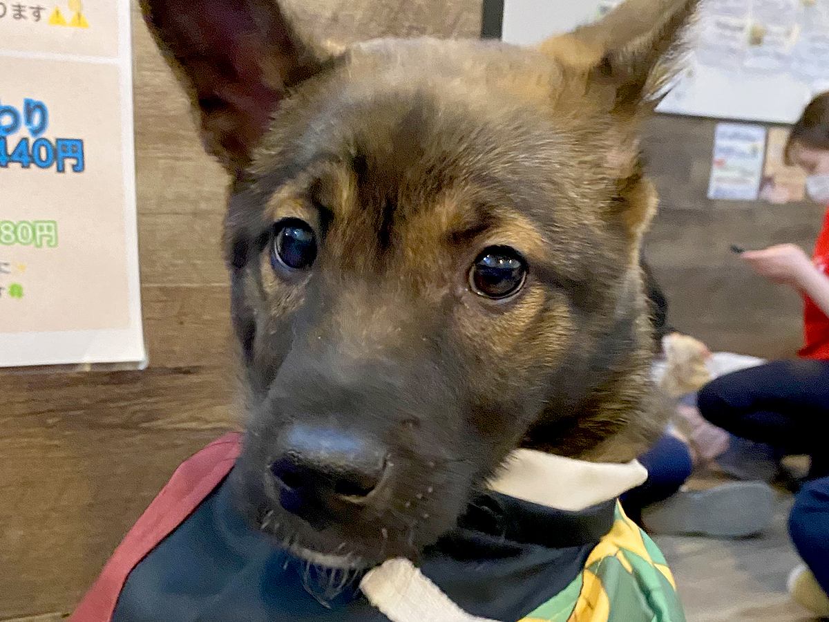 『自分が選んだと思っていたけど…』保護犬カフェで運命の出会い→涙が出るほど『尊い光景』に1万いいね集まる「運命」「僕のって顔」と絶賛の声