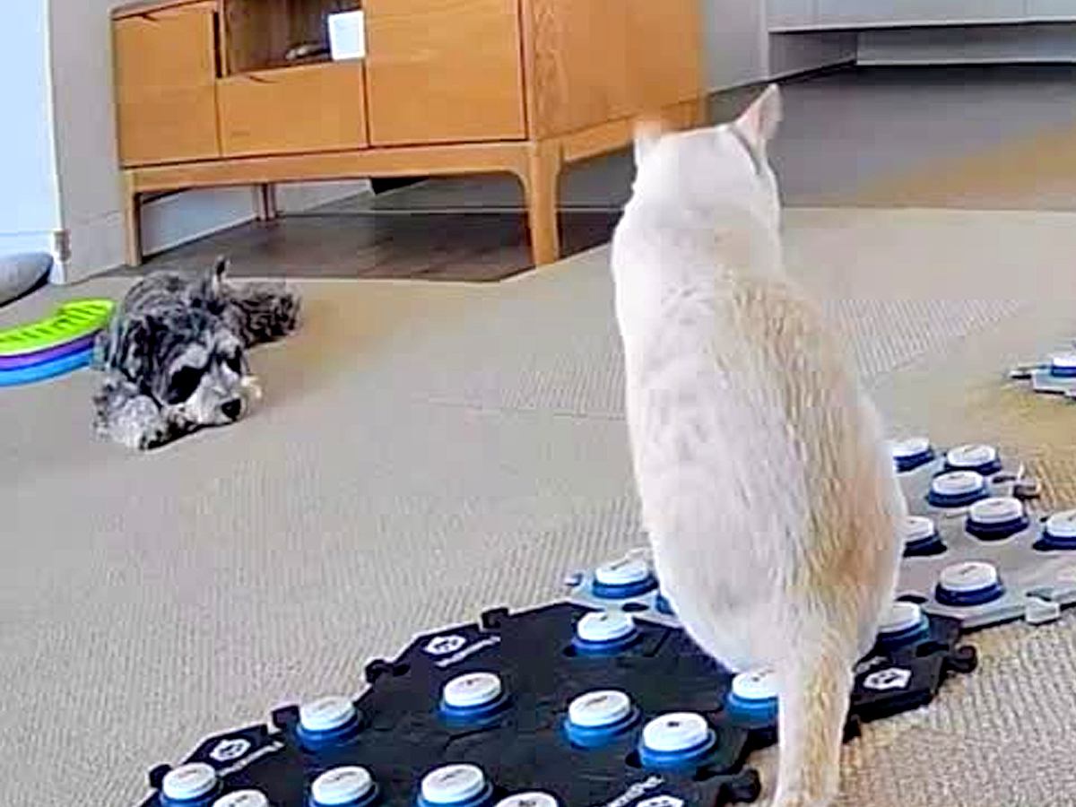 『外に行ってみたい』と訴える猫→ベランダに出ようとした犬が気を遣って…泣けるほど尊い『まさかの行動』が39万再生「優しい…」「感動した」