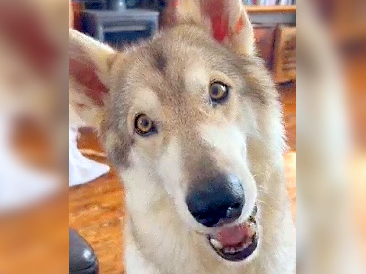 大型犬の前で食事をしていたら…気付いた時の『あざと可愛すぎるおねだり』が65万表示「ギャップがすごいｗ」「負けてしまいそう」と悶絶