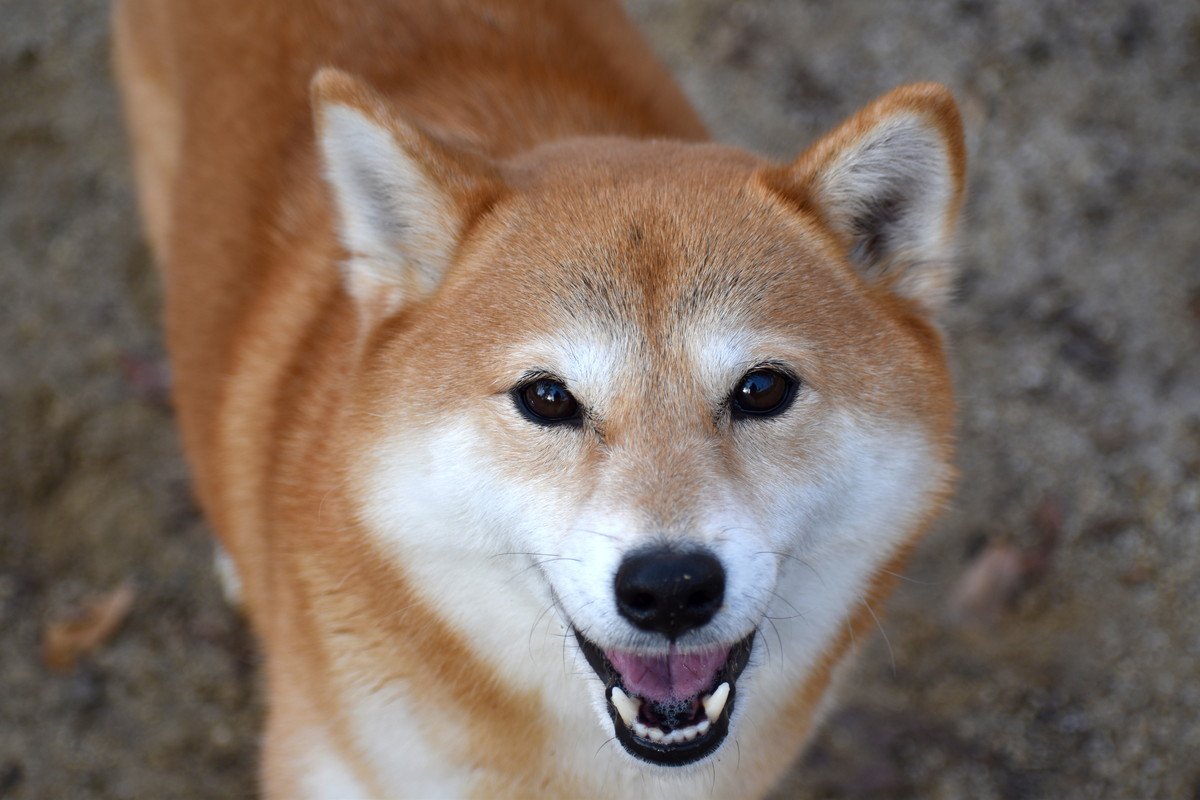 犬からの『好感度』をチェックする5つの項目！あなたは愛犬に愛されていますか？♡