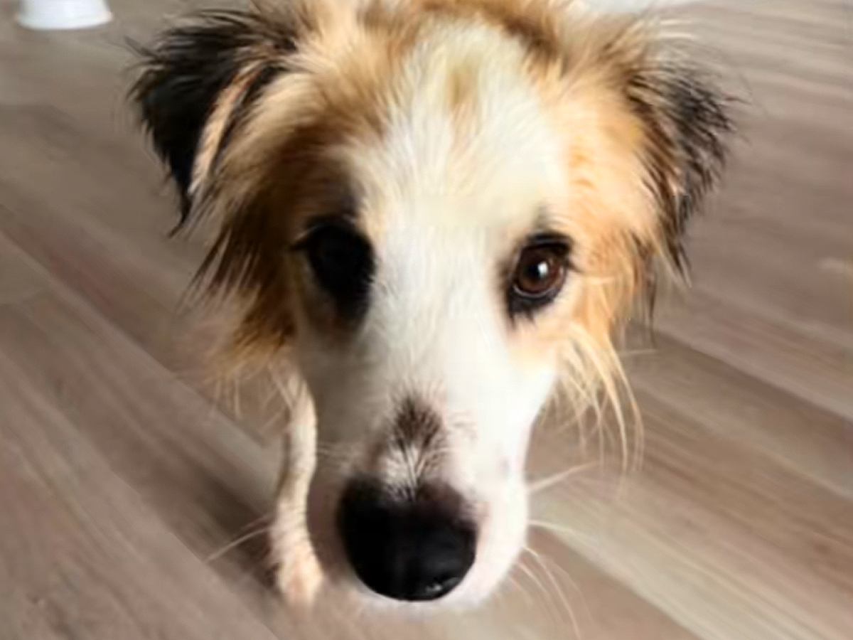 処分寸前で保護された犬を『先住犬とともに大切に育てた』結果…涙が止まらない『数ヶ月間の物語』に反響「切なすぎる…」「最後までありがとう」