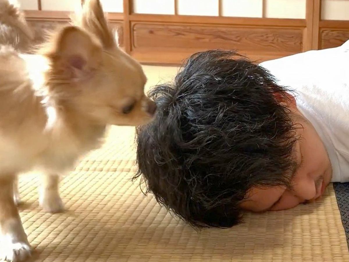 『死んだフリをしてみたら』想像以上に犬が心配してくれて…感動的な光景と『予想外の起こし方』に「愛感じる」「ウルっとしたけど笑った」の声