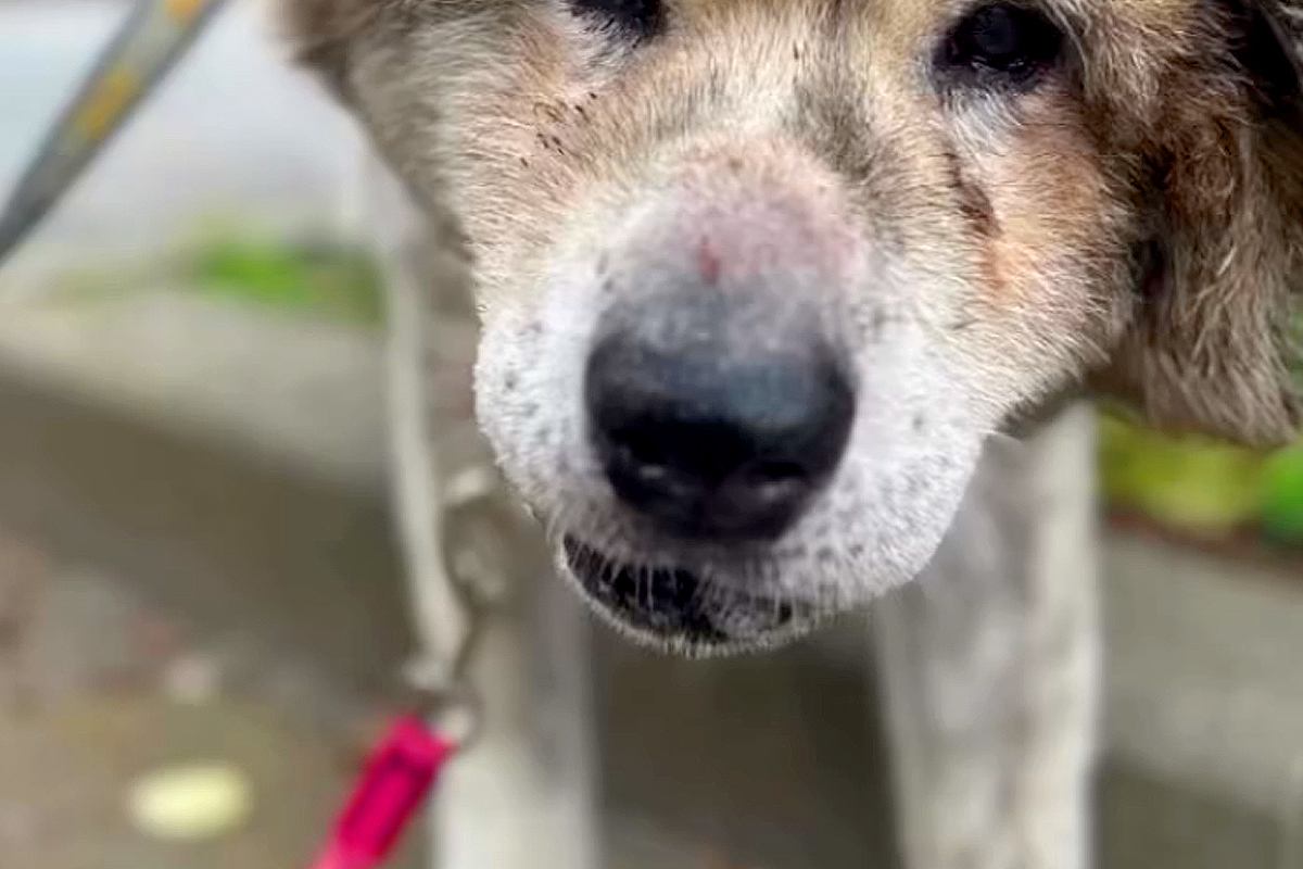 『ゴミ屋敷』で命からがら救助された秋田犬→最初は『悲しい表情』をしていて…第二の犬生を歩む『素敵な記録』が話題　初日と違う表情に感動