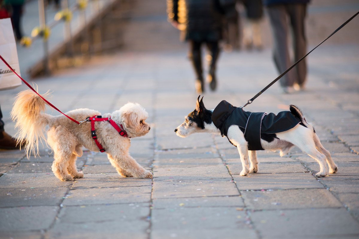 散歩中の犬に出会っても「基本スルー」すべき理由とは？あらゆるトラブルを回避するための行動