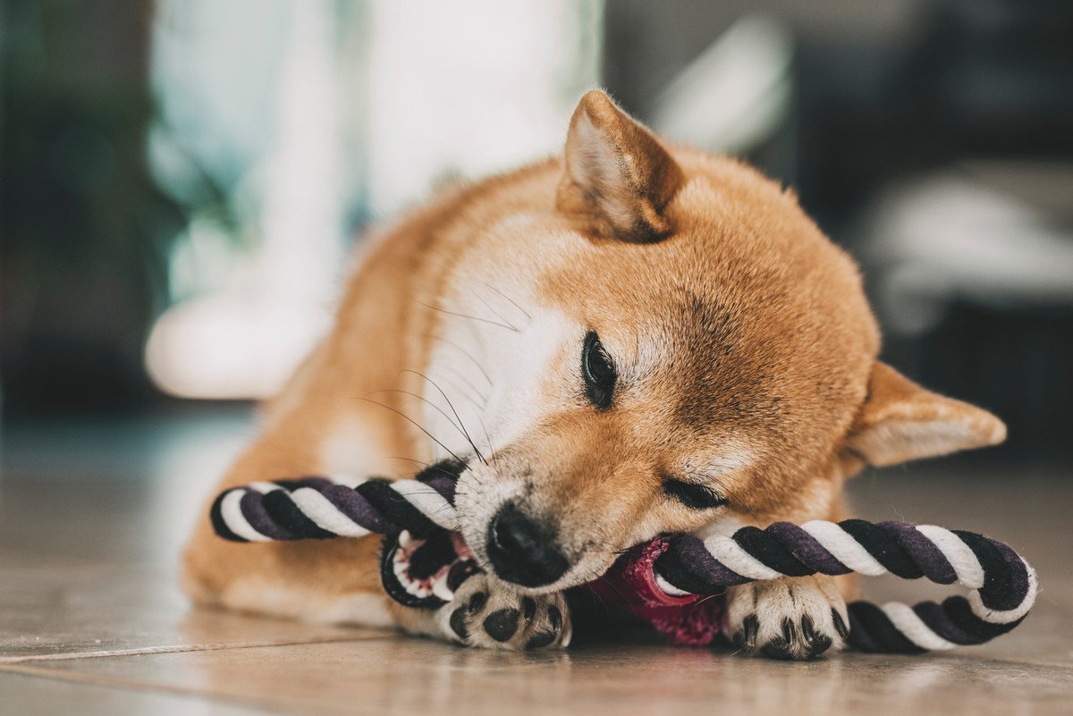 犬の性格はどう決まる？突然性格が変わる理由や要因とは？