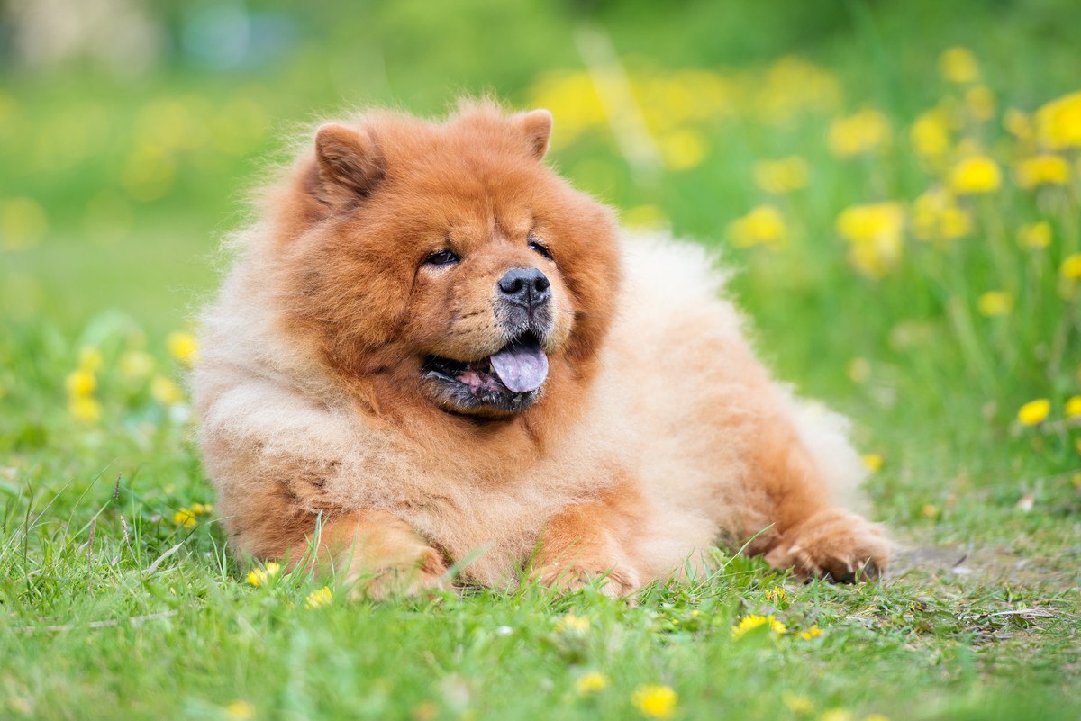 犬は『食べ物の味』を理解しているの？味覚や舌の構造を解説