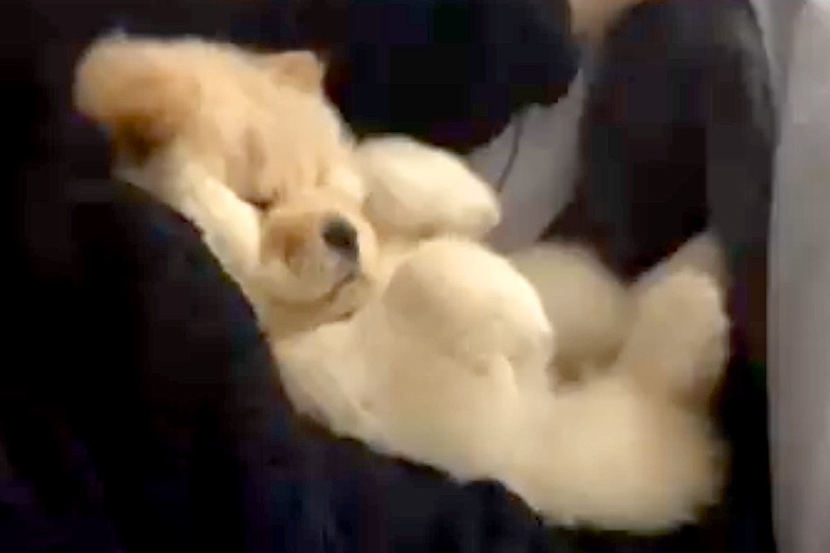 ママの腕にすっぽりおさまる、ぬいぐるみのような子犬→１年後…想像以上にデカく成長した光景に反響「今も昔も可愛い」「熊みたいｗ」「癒し」