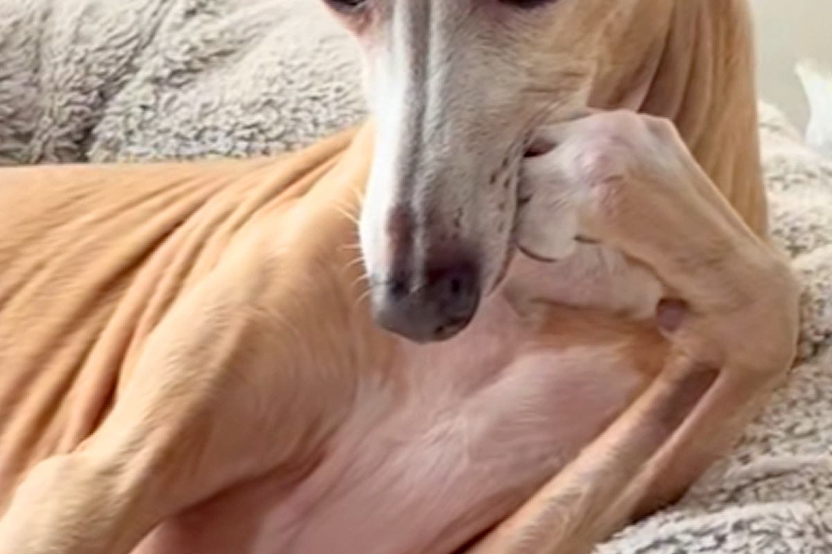 朝、ベッドでくつろぐ犬が『人間すぎる』とSNSで話題に　犬とは思えない『まさかの仕草』が22万再生「悩み事相談したい」「話聞いてほしい」