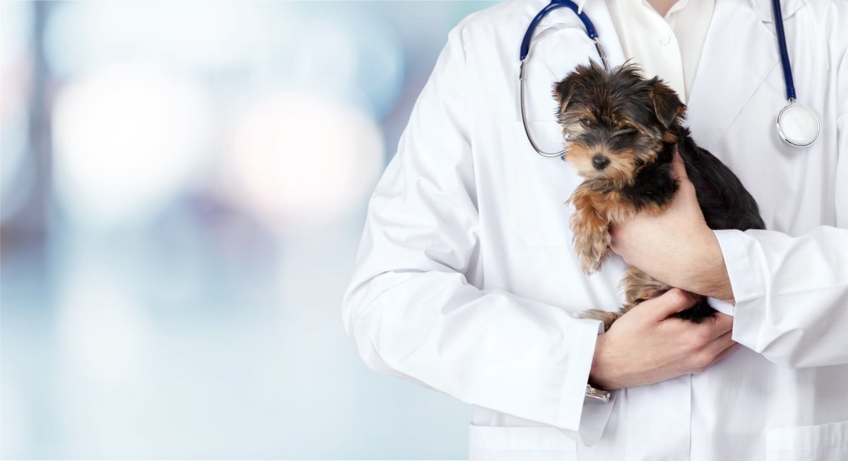 犬の『飢え死に』寸前サイン５選　飢餓状態になっているときの危険な症状とは？