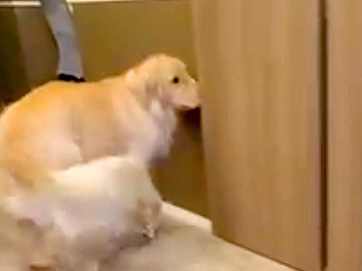 ドアを開けられるようになった大型犬→『閉めて』を教えた結果…まるで小さい子供のような行動が154万再生「すごい賢い」「ドヤ顔可愛いｗ」
