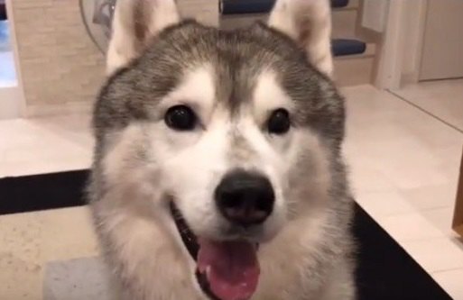 【天才犬！？】待てをリベンジするシベリアンハスキー！果たして…？