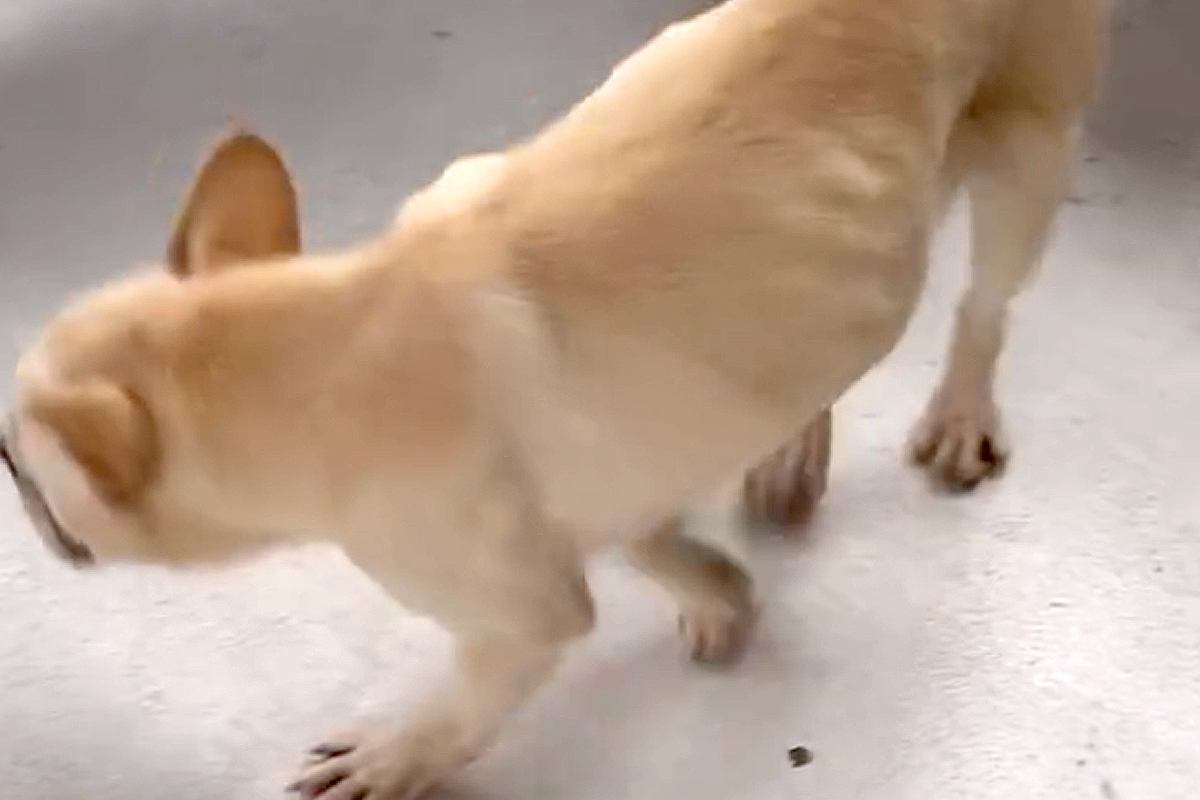 『もう用済み』と捨てられたガリガリの犬→左目は失明し、全てを諦めた顔で…保護後の『現在の表情』に涙「明らかに顔が違う」「本当よかった」