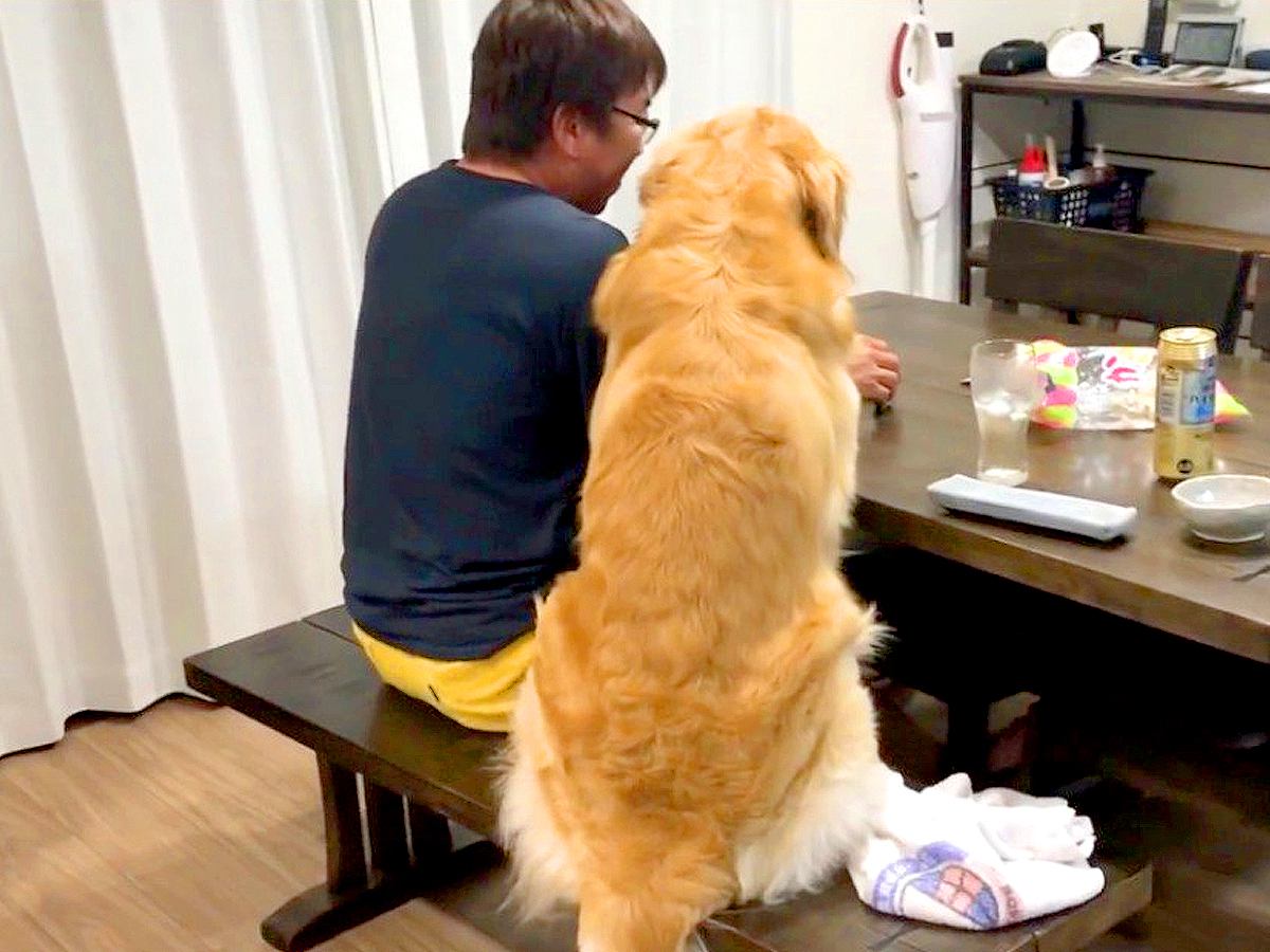 大型犬が『お父さんの晩酌』に付き合ってくれたと思ったら…予想外な『まさかの理由』が24万再生「居酒屋みたいｗ」「後ろ姿そっくりで草」